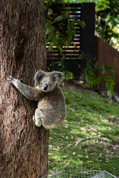 Koala in a suburban garden