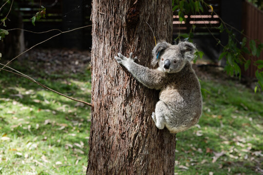 Koala with a tracking device 