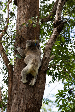 Koala climbing a eucalyptus tree in Australia