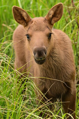 Fototapeta premium A days-old moose calf browses in tall grass with its mother at Potter Marsh, Alaska.