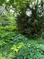 Spring in full bloom