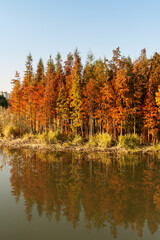 Beautiful colorful forest landscape in autumn season