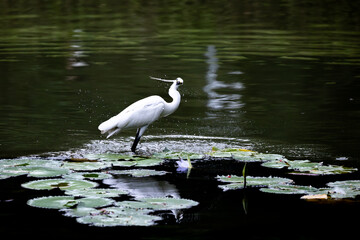 Egret Playing in Water