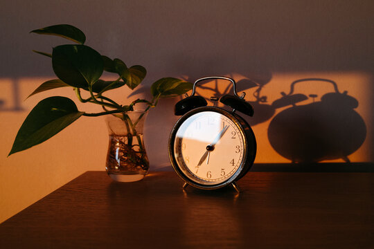 Elegant Clock and Leafy Plant Create Cozy Ambiance