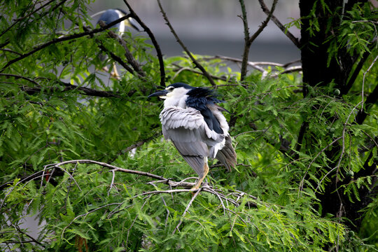 Black-crowned Night Heron Preening Its Feathers