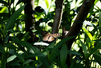 Butterfly with Eye Spots Sunlit on Tree Trunk