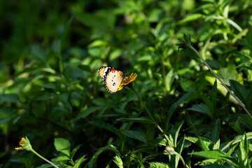 Butterfly Illuminated by Sunlight