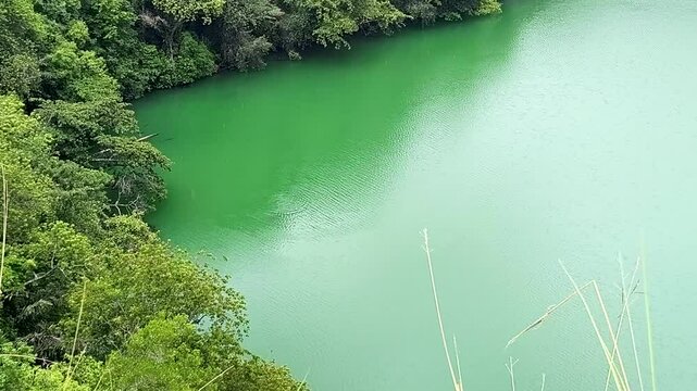 Aerial view of a crocodile swimming in Lake Tolire in Ternate, Indonesia, with vibrant green water surrounded by lush forest.