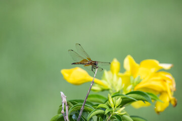 Close-up photo of a dragonfly