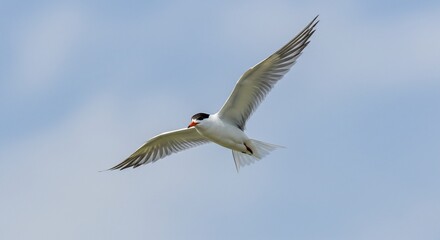 Fototapeta premium 青空舞う白い鳥 優雅な翼広げ滑空
