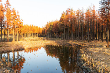 Beautiful colorful forest landscape in autumn season