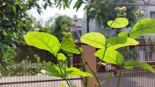 Jasmine green leaves on the stems sway in the breeze