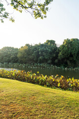 Lush greener around the pond in the park