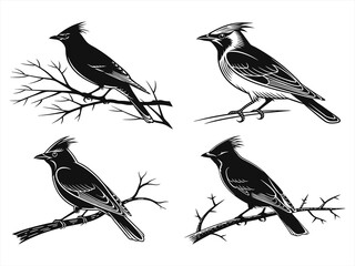 cedar waxwing bird sihouette black vector bundle