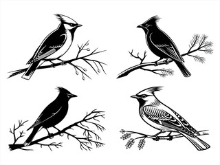 cedar waxwing bird sihouette black vector bundle