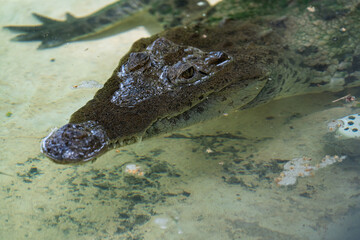Crocodile looking at the camera submerged in shallow water