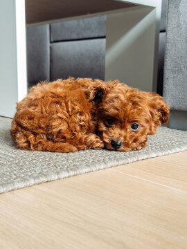 Adorable small curly red poodle toy puppy lying on a cozy floor rug