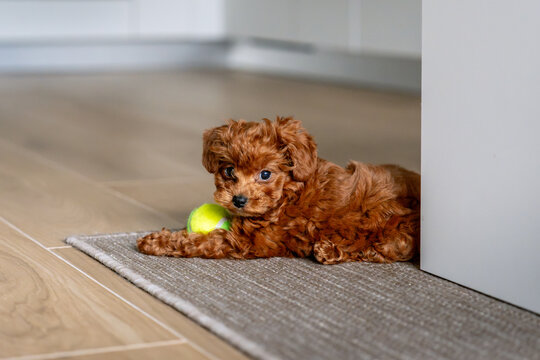 Adorablered poodle toy Puppy Relaxing Beside Toy Ball on Carpet