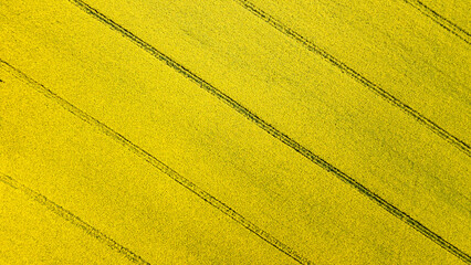 Aerial drone top view of yellow blooming field of rapeseed. Yellow nature background.