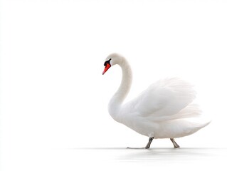 Fototapeta premium Elegant White Swan Gracefully Posing on a Minimalist Background