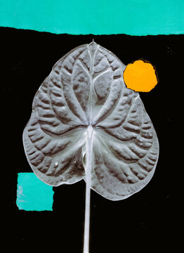 Leaf with abstract shapes on black background showcases creativity