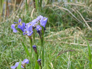 Wild Iris setosa blooming by the river