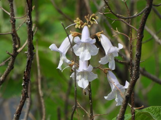 Flowers of the paulownia tree that bloom in spring