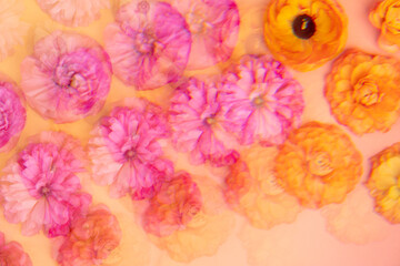 Repeating ranunculus flowers on pink