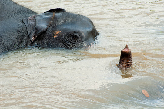 An elephant lying in a river