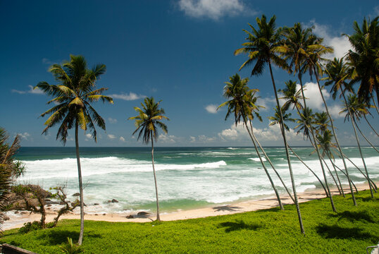 Sea, surf, sand and palm trees, south coast of Sri Lanka.