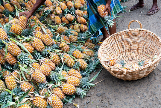 Pineapples, market in Kandy, Sri Lanka. 