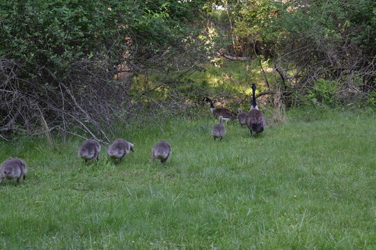 Geese at park