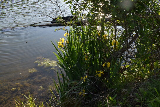 Lake side
