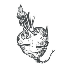 Vector linear sketch of kohlrabi. Ink drawing in old engraving style. Botanical hand drawn illustration of cabbage. Round head and leaves of german turnip on white background.