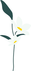 Handdrawn Jasmine Flower Decoration