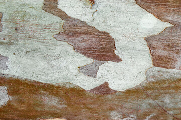 Closeup of natural tree bark texture showing organic, weathered layers of peeling wood in earthy tones. Macro photo of nature design for backgrounds, eco themed concept, or textures in graphic design