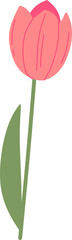 Handdrawn Tulip Flower Decoration