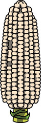 色付きの丸ごととうもろこしのイラスト