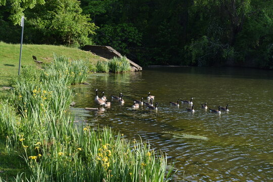 Family of geese