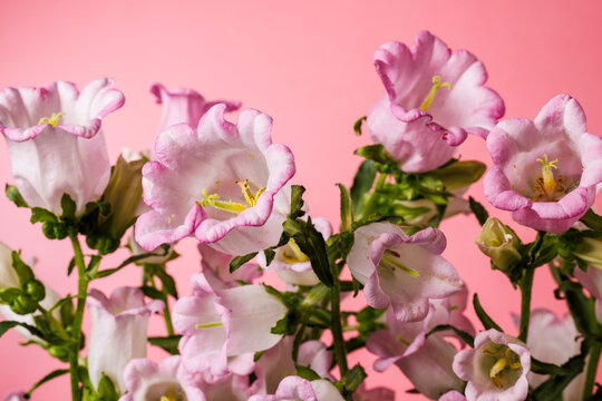 Bouquet of Pink Flowers