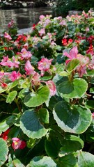 Pink flowers in the city park