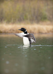 Common loon at the lake performing wing flaps