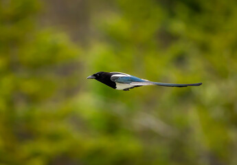 Magpie on a diving flight descent
