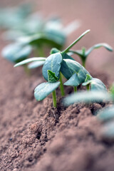 cucumber seedling