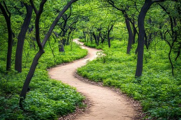 Fototapeta premium Winding trail through lush green forest under bright sunlight in early summer