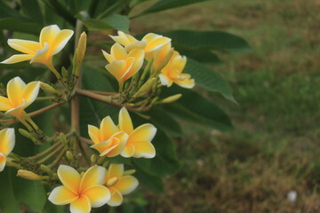 white and yellow frangipani flowers that grow on the side of the road