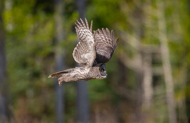 Great grey owl on the fly