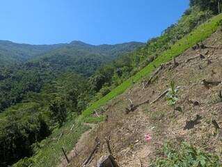 green tea plantation