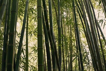 Fototapeta premium bamboo forest background
