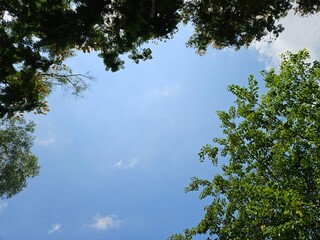 Bottom view of tree foliage in the morning with blue sky clouds. Tranquil natural background with trees, leaves swaying on wind.